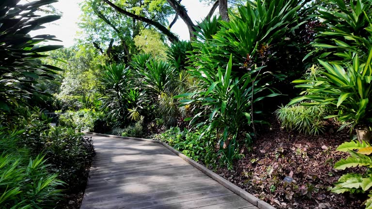 Lush garden walkway floral botanic
