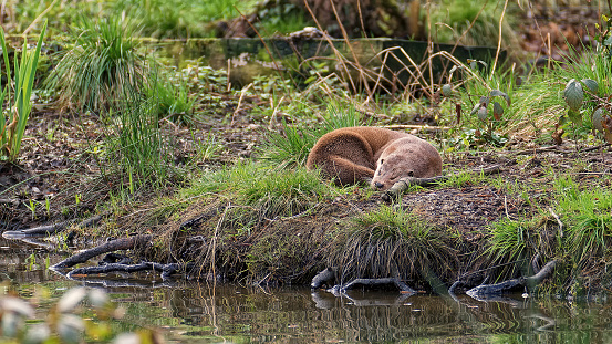 A spacious park with animals far from the city. An adult river otter rests on the river bank. The semi-aquatic lifestyle formed the main character traits of the animal. They have excellent eyesight and sense of smell, are attentive and very careful. An
