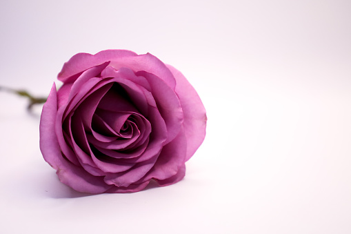 Purple rose displayed inverted on white backdrop