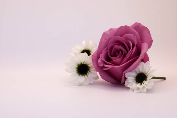 Pink roses background with green