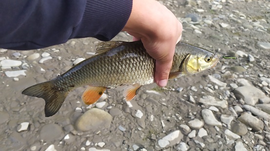 European carp (Squalius cephalus) fish in the hands of a man, on the background of river stones, fish caught in a clean mountain river