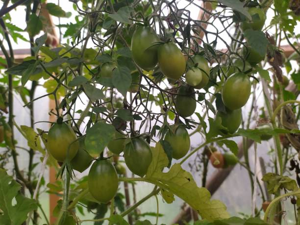 istock Green tomatoes between the leaves and the stem 2137771816