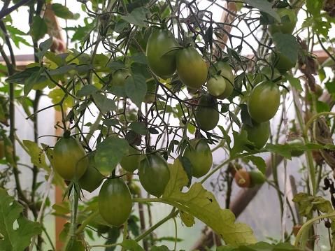 Green tomatoes between leaves and stem growing in greenhouse