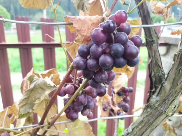 Aesthetic purple grape variety used for wine production at the stage of maturation