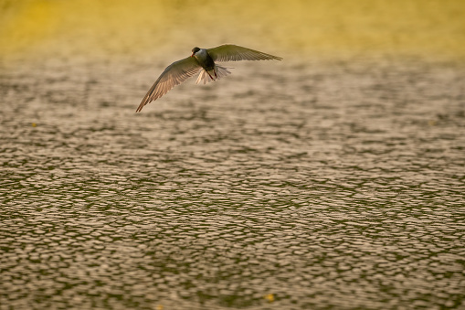 Common Tern with yellow light in the evening