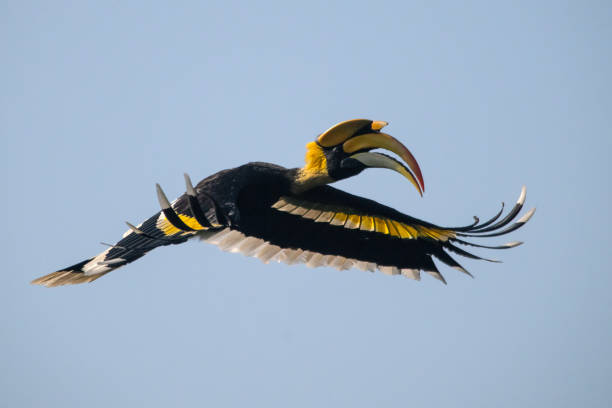 istock Great Hornbill, A large bird is flying in the sky 2137778652