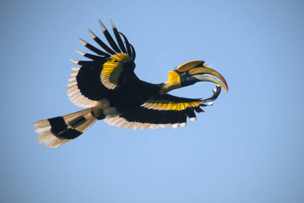 istock Great Hornbill, A large bird is flying in the sky 2137778660