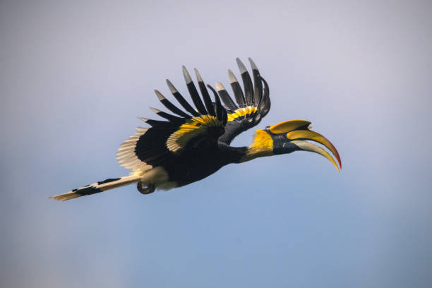 istock Great Hornbill, A large bird is flying in the sky 2137779038