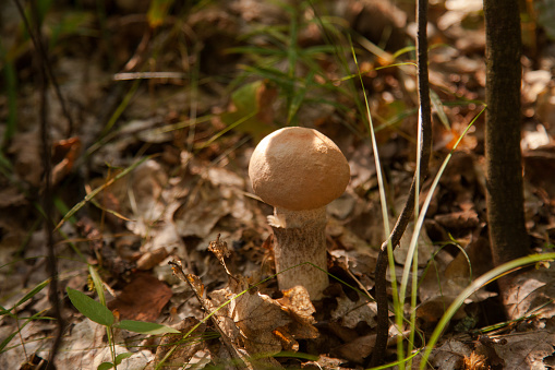 Close up view of edible forest mushroom brown cap boletus growing in the autumn forest among fallen leaves, grass and moss. Crop of forest edible mushrooms.