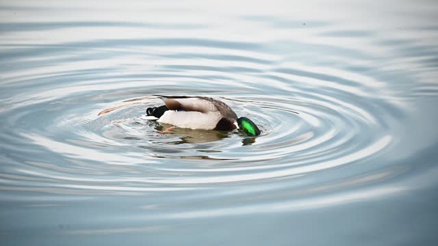 Duck in a river