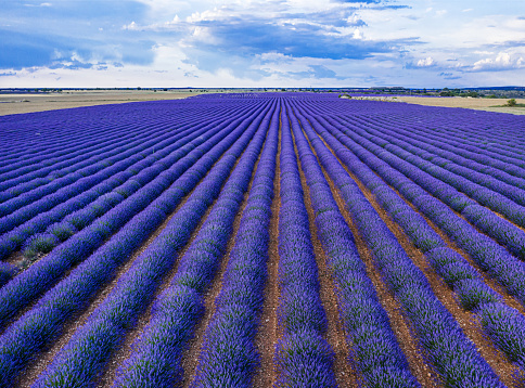 Lavender field in blossom. Aerial view on rows of lavender bushes and rural landscape. Brihuega, Spain.
