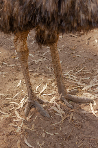 An emu standing in an enclosure on the ground
