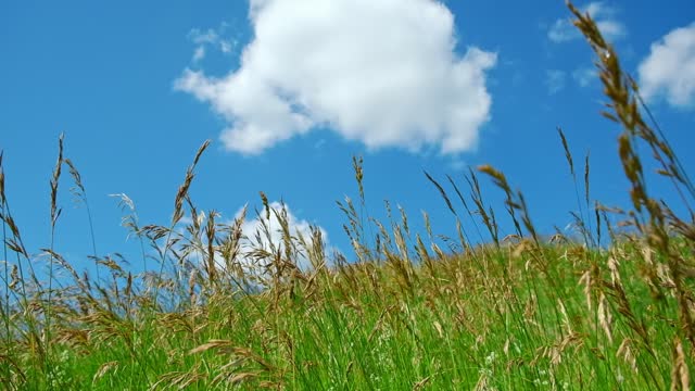 Green field against the blue sky. Horizon View from small hills. Looking up. Perfect Summer minimalist Nature background. idyllic rural landscape. Meadow and deep blue cloudy skies. Copyspace.