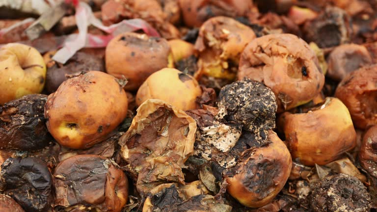 Pile of rotten apples in an orchard