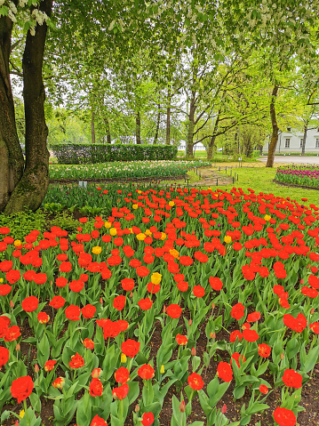A large flower bed with red tulips in the park among the trees. The festival of tulips on Elagin Island in St. Petersburg.