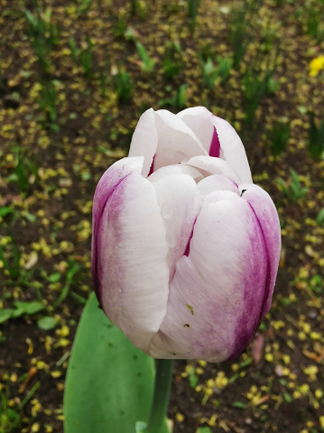 A white, purple-veined tulip on a bed of green leaves. The festival of tulips on Elagin Island in St. Petersburg.