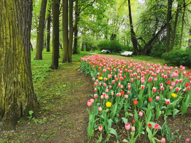 A large flowerbed with colorful tulips next to a park path with benches on a spring day against the background of trees. The festival of tulips on Elagin Island in St. Petersburg.