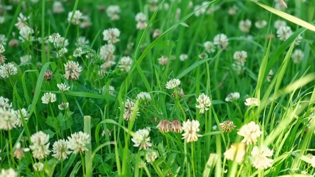 Trifolium pratense. White clover flowers in the meadow. Flowered clover and Poa annua, annual meadow green grass on the lawn in summer sunlight sunshine. Blossoming. Honey bee. Flowering trefoil field