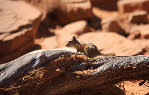 African squirrel macro in Fuerteventura's Island - Canary Island introduced species.