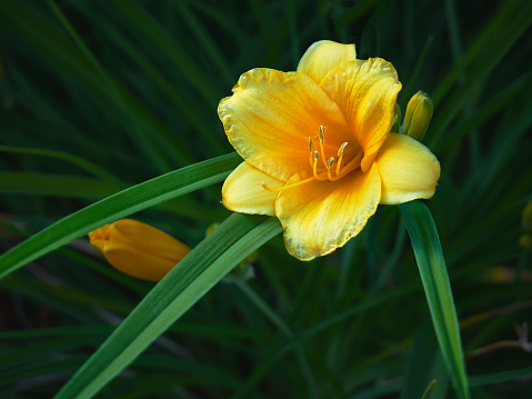The yellow daylily bloomed in the flower bed, its beautiful shape and juicy yellow color pleasing the eye. It is a true natural beauty