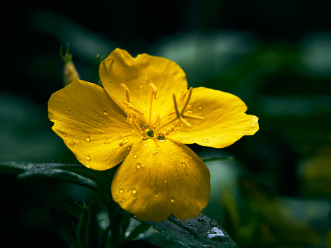 A very beautiful perennial flower, oenothera, with its beautiful yellow buds and sharp green leaves. In close-up shots, dew drops glisten on the petals
