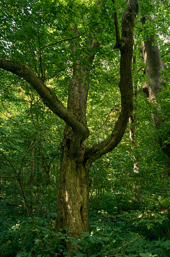 An old maple tree, with its thick knobby branches, grows in the forest. On a summer day, the maple foliage provides a cozy shade that is perfect for relaxing
