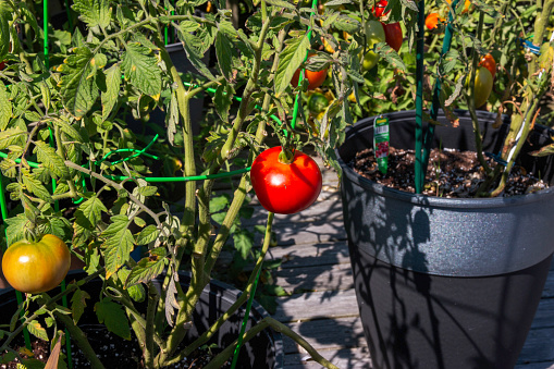A close-up view of fresh, ripe tomatoes growing in a large pot placed on a wooden deck. The green vines are crawling upwards, and the red tomatoes are basking in the sunlight.