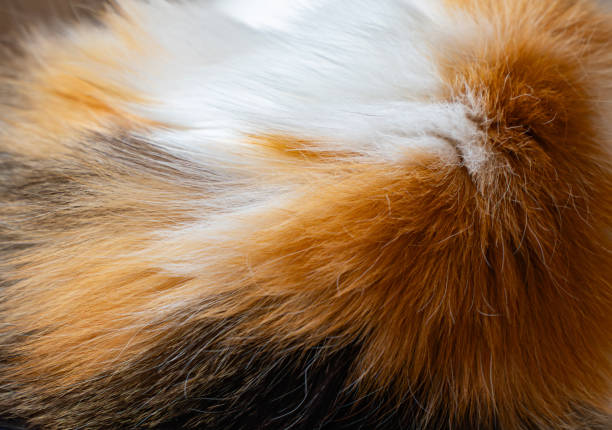 Free Stock Photo of Calico fur pattern | Download Free Images and Free ...