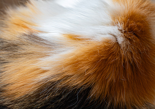 Close-up image capturing the rich, multicolored texture of calico cat fur in high detail, ideal for backgrounds and patterns