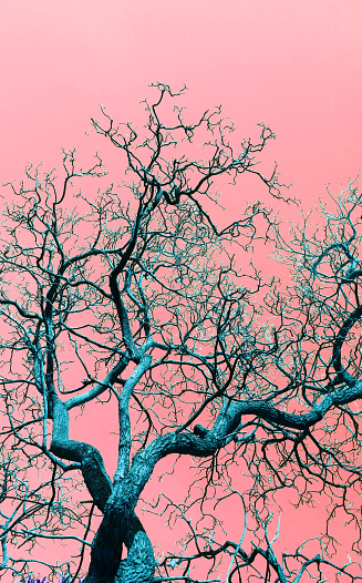 Pop art of large blue tree with dry branches standing against pink sky