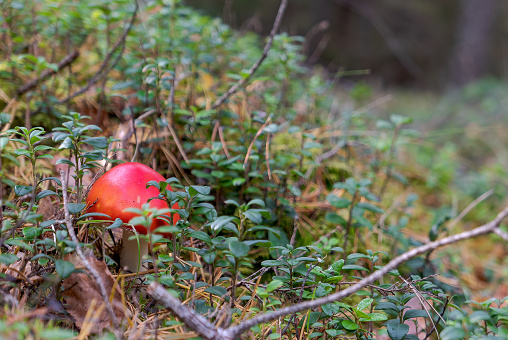 A small fly agaric in the forest among the moss and cranberry plants