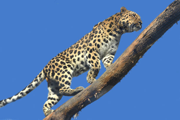 Amur leopard, panthera (Panthera pardus orientalis) on blue background