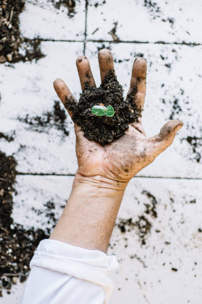 istock Senior man hands transplanting plant. 2137924089