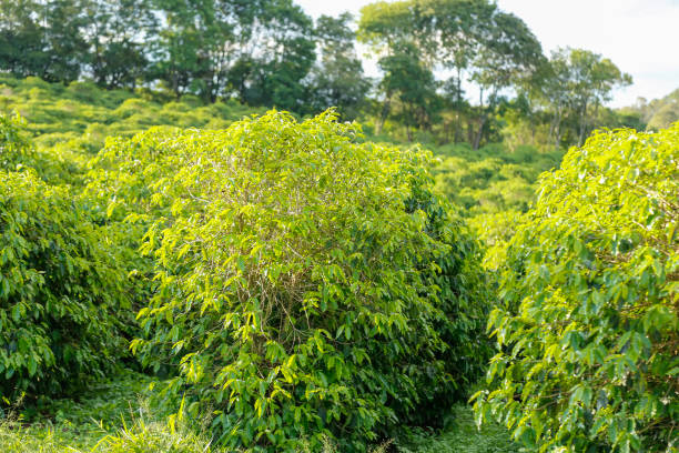 istock Coffee farming: fresh aroma, prosperous agriculture 2137924883