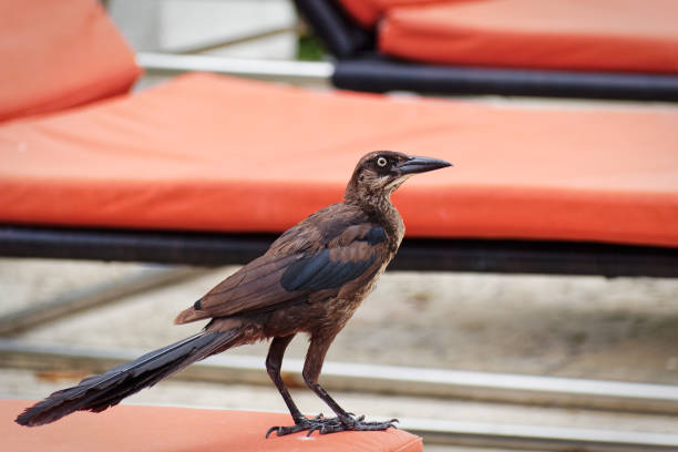 A grackle (Quiscalus) on the red sheet in front of orange chairs