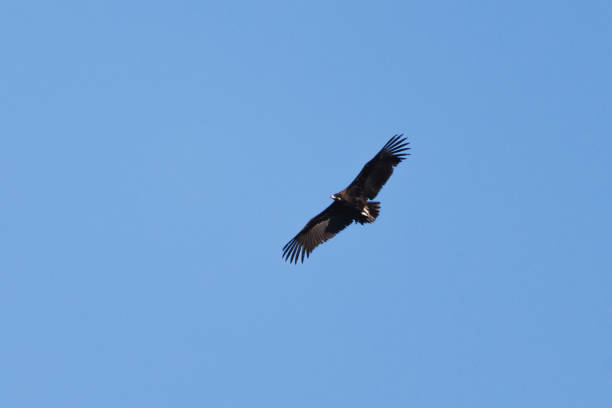 The Lappet-faced Vulture or Nubian Vulture (Torgos tracheliotos) is a mostly African Old World vulture belonging to the bird order Accipitriformes, which also includes eagles, kites, buzzards and hawks. It is the only member of the genus Torgos. Masai Mara National Reserve, Kenya. Flying.
