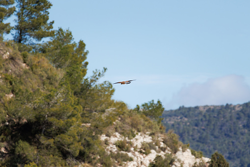Landscape in the Alt de les Pedreres of Alcoy with focus on kestrel (Falco tinnunculus), Alcoy, Spain