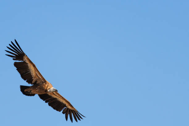istock Griffon vulture with negative space and blue sky background in Alcoy 2137930400