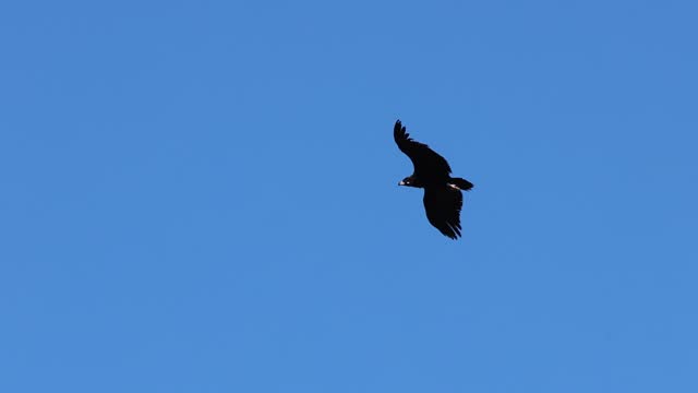 Black vulture, Aegypius monachus, flying with blue sky background
