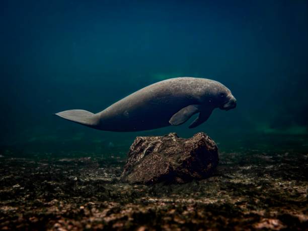 istock A manatee swims along the spring run at Blue Springs State Park, Volusia County, Florida 2137936692