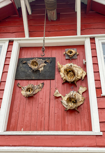 dried monkfish heads nailed to the wall of a typical wooden log cabin in Norway