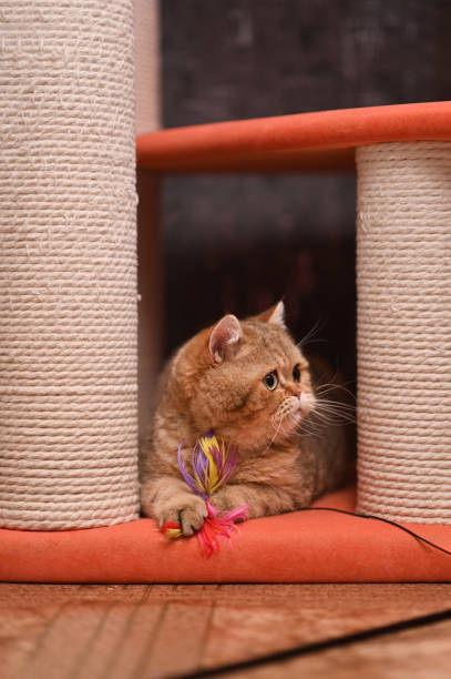 A cat holds a toy in its paws