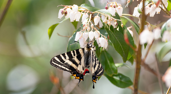 Gifu butterfly sucking nectar from Asebi flowers