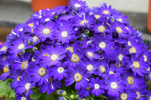 Purple pericallis flowers.