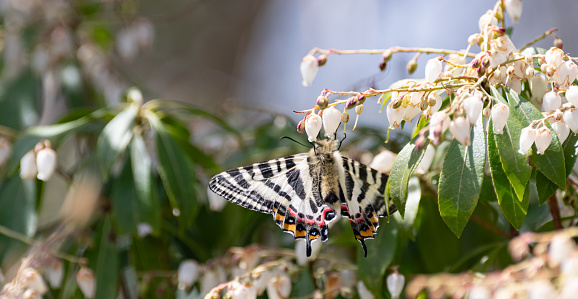 Gifu butterfly sucking nectar from Asebi flowers