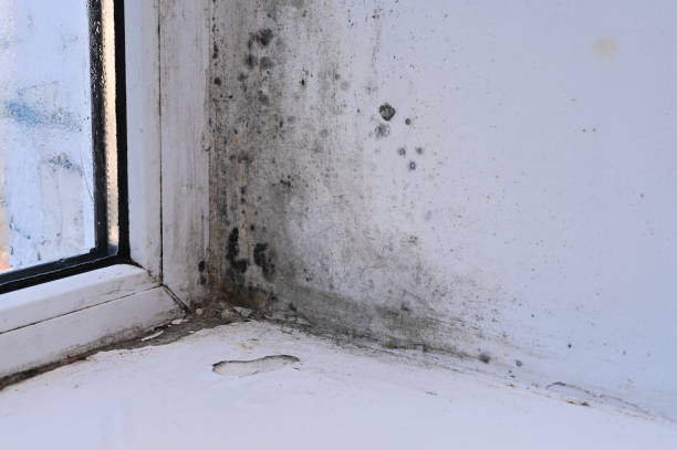 istock mold due to high humidity of the window 2137959473