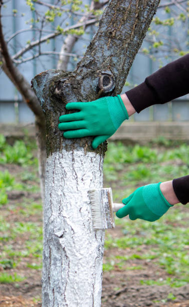 istock a man whitewashes trees in the garden in spring. Selective focus 2137967860