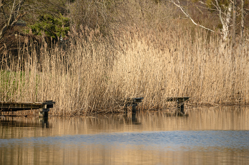 Wooden piers for fishermen to fish emerge from behind the reeds on the lake