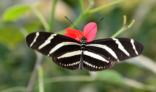 Zebra longwing Heliconius charitonius butterfly sitting on a flower in Mariposario del Drago ButterflyPark,Icod,Tenerife,Canary Islands,Spain.Selective focus.