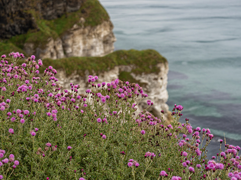 Purple flowers blooming on the edge of a cliff near Dunluce Road, Bushmills, Northern Ireland, United Kingdom,